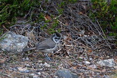 David Plant Photography - Wildlife Photography - Crested tit - B