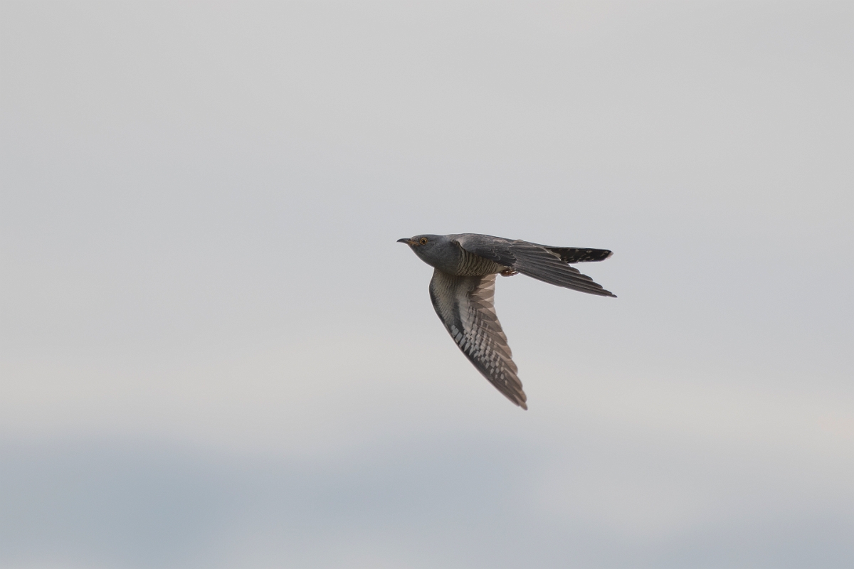 David Plant Photography - Wildlife Photography - Cuckoo - D.JPG - Cuckoo - Kent