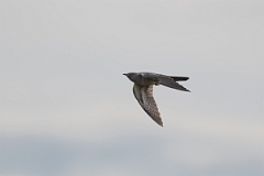 David Plant Photography - Wildlife Photography - Cuckoo - D