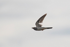 David Plant Photography - Wildlife Photography - Cuckoo - E