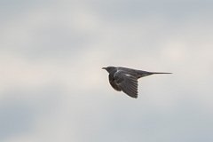 David Plant Photography - Wildlife Photography - Cuckoo - F