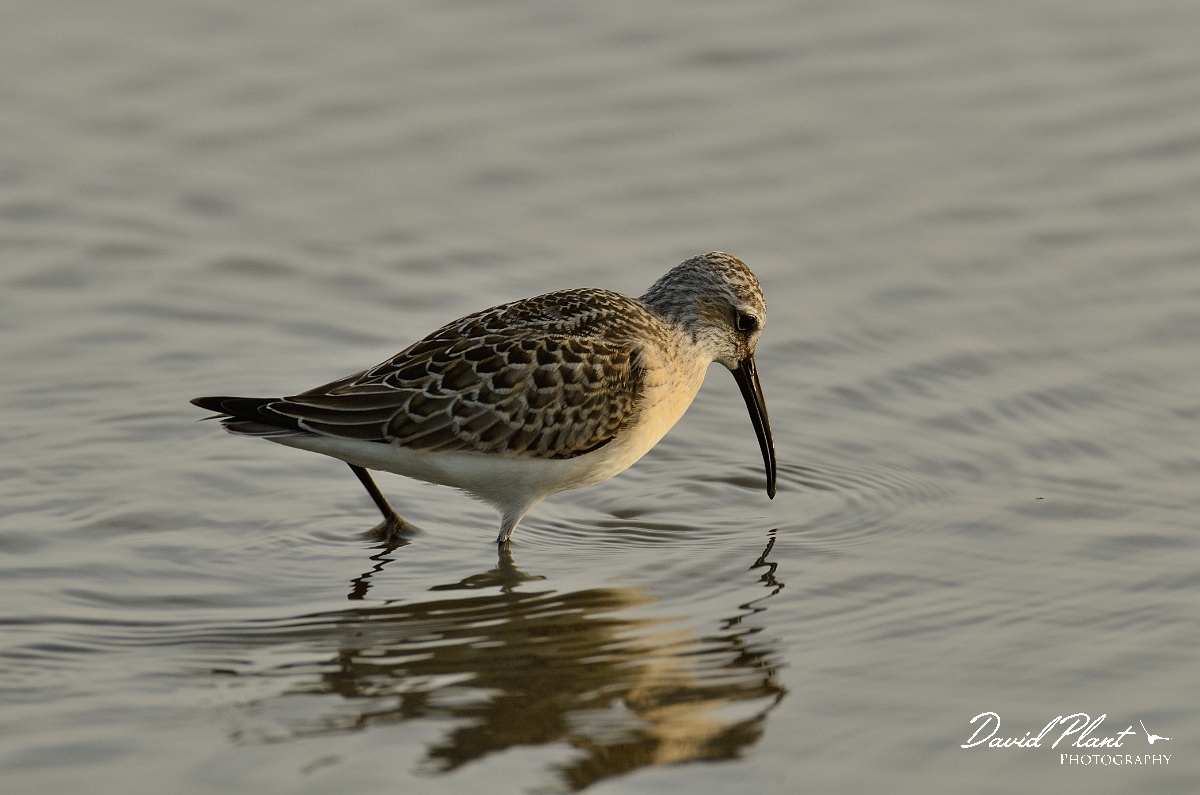 David Plant Photography - Wildlife Photography - Curlew sandpiper - A.jpg - Curlew sandpiper in morning light - Norfolk