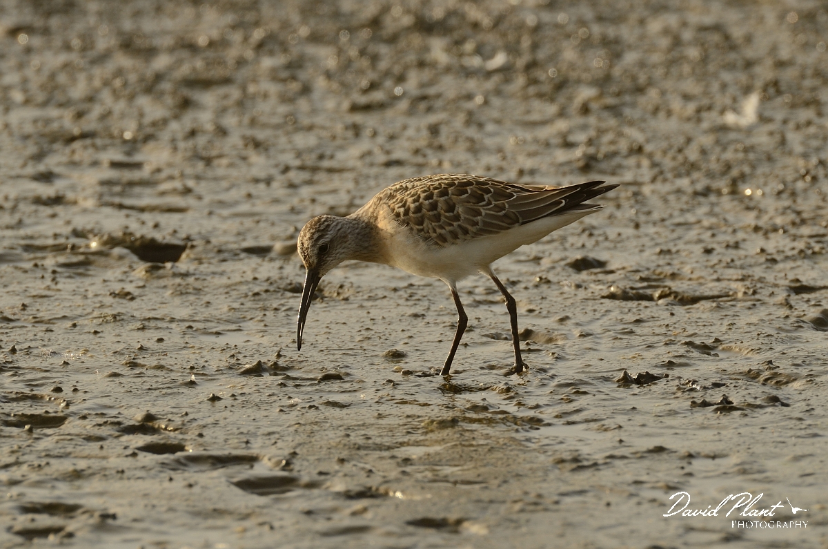 David Plant Photography - Wildlife Photography - Curlew sandpiper - B.jpg - Curlew sandpiper on mud - Norfolk