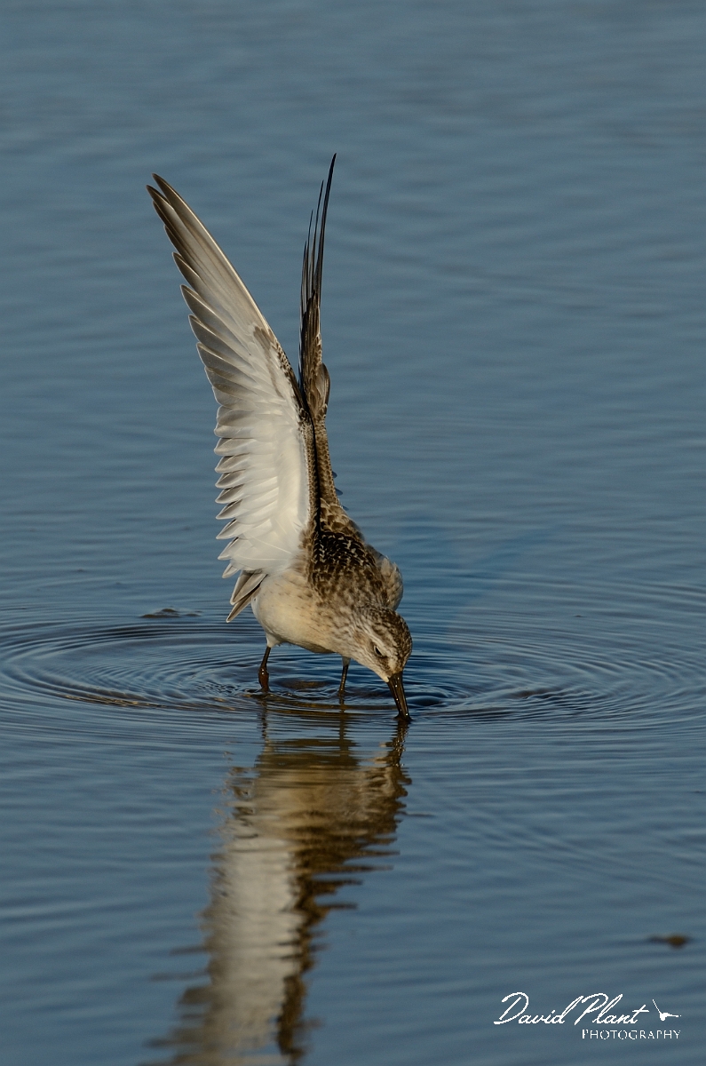 David Plant Photography - Wildlife Photography - Curlew sandpiper - C.jpg - Curlew sandpiper wing stretching - Norfolk