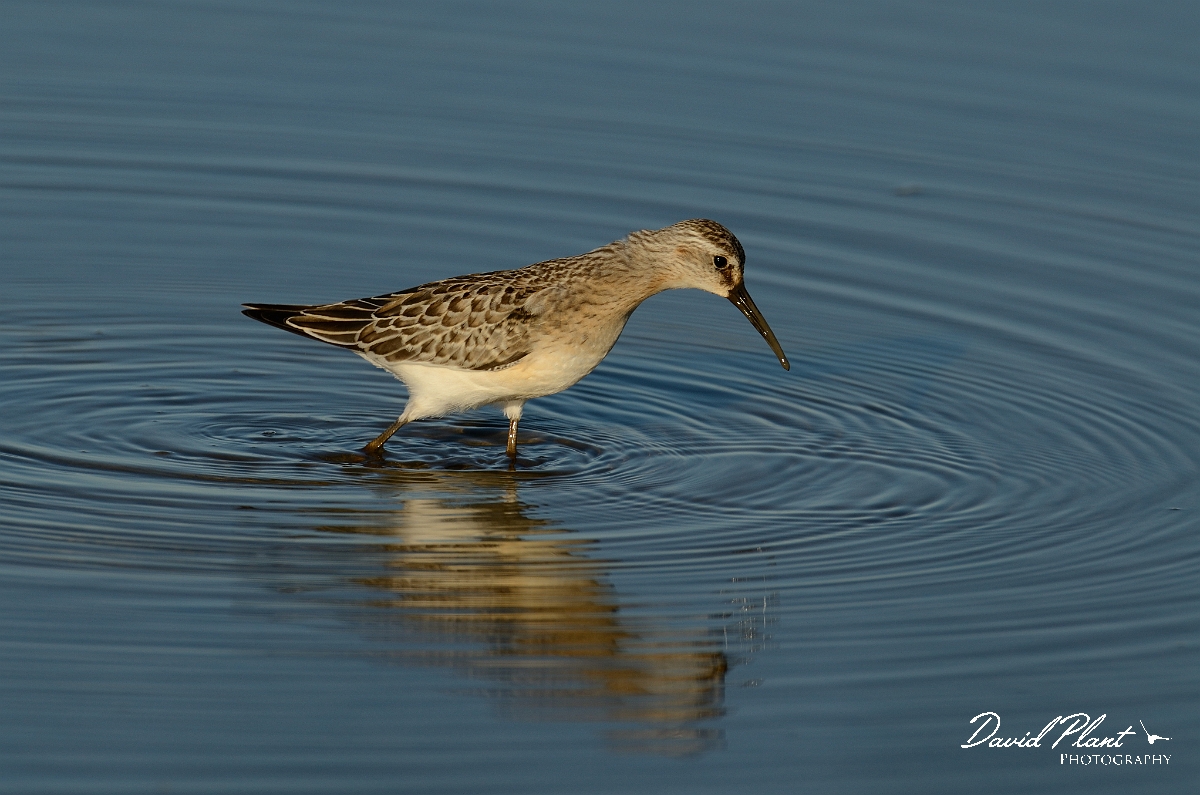 David Plant Photography - Wildlife Photography - Curlew sandpiper - E.jpg - Curlew sandpiper - Norfolk