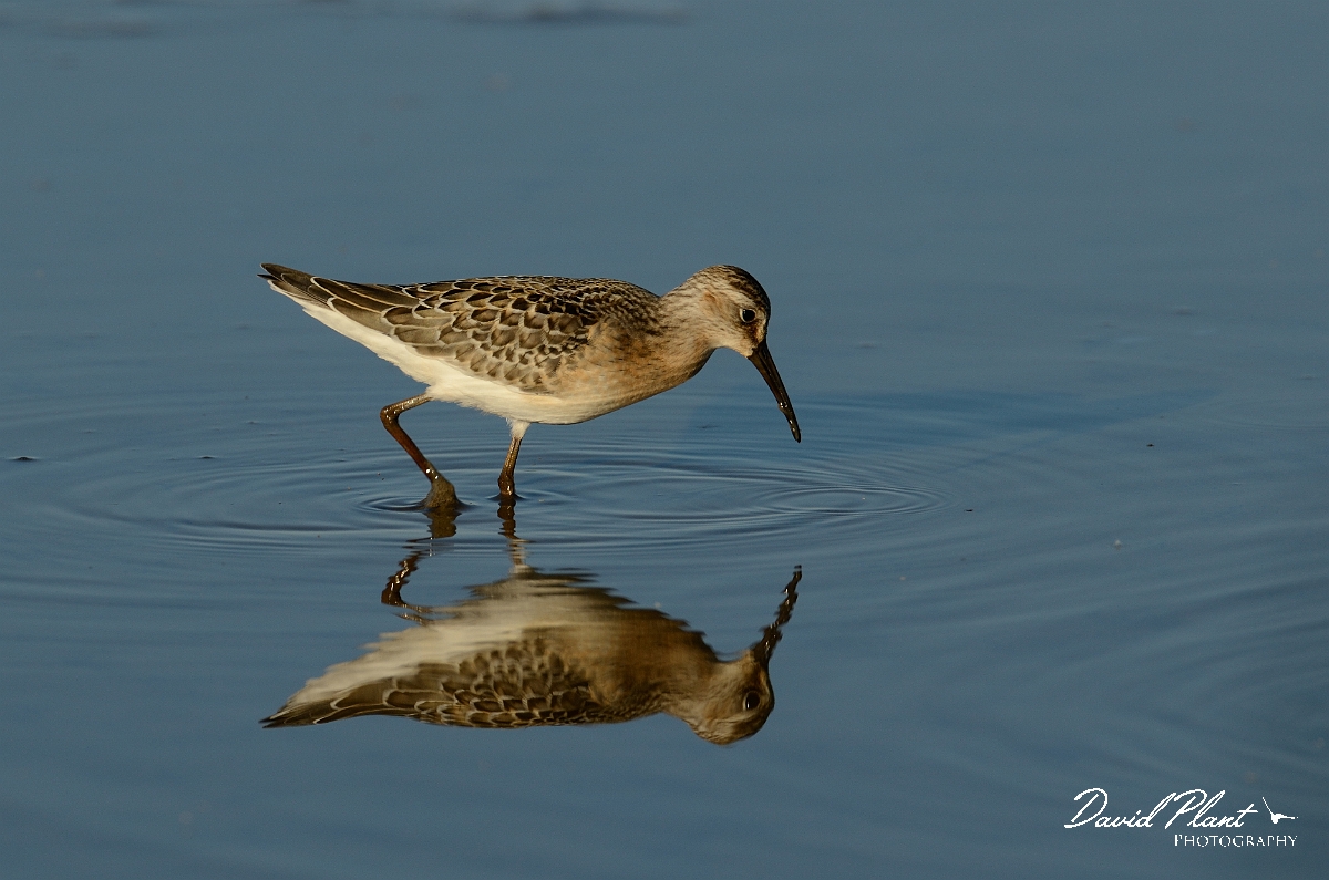 David Plant Photography - Wildlife Photography - Curlew sandpiper - F.jpg - Curlew sandpiper - Norfolk