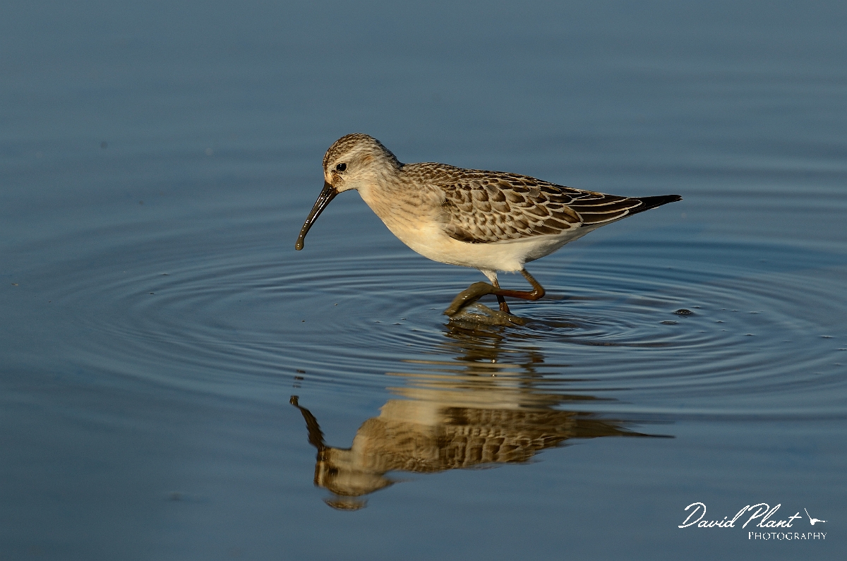 David Plant Photography - Wildlife Photography - Curlew sandpiper - G.jpg - Curlew sandpiper in evening light - Norfolk