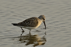 David Plant Photography - Wildlife Photography - Curlew sandpiper - A
