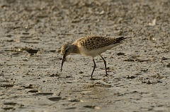 David Plant Photography - Wildlife Photography - Curlew sandpiper - B