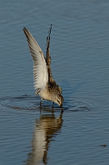 David Plant Photography - Wildlife Photography - Curlew sandpiper - C
