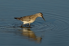 David Plant Photography - Wildlife Photography - Curlew sandpiper - E