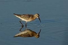 David Plant Photography - Wildlife Photography - Curlew sandpiper - F