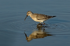 David Plant Photography - Wildlife Photography - Curlew sandpiper - G