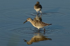 David Plant Photography - Wildlife Photography - Curlew sandpiper - H