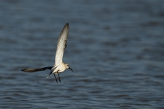 David Plant Photography - Wildlife Photography - Curlew sandpiper - I