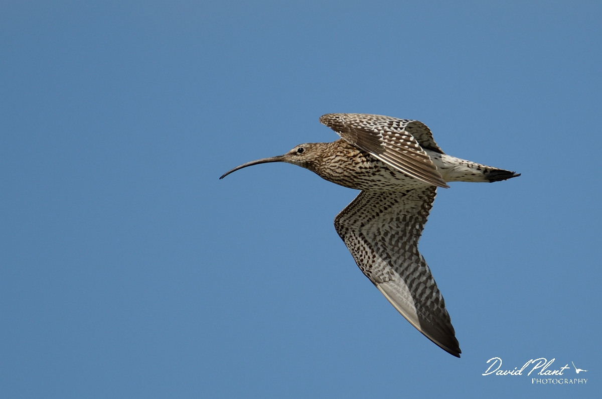 David Plant Photography - Wildlife Photography - Curlew - D.jpg - Curlew in flight - Anglesey