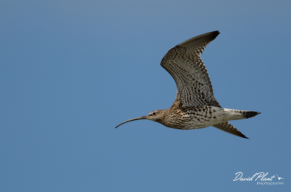 David Plant Photography - Wildlife Photography - Curlew - E.jpg - Curlew in flight - Anglesey