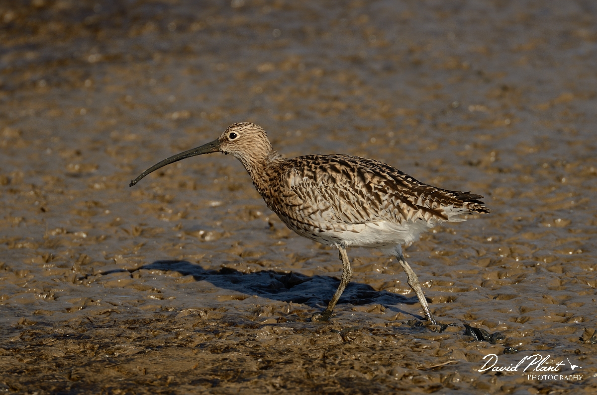David Plant Photography - Wildlife Photography - Curlew - F.jpg - Curlew on mud - Norfolk