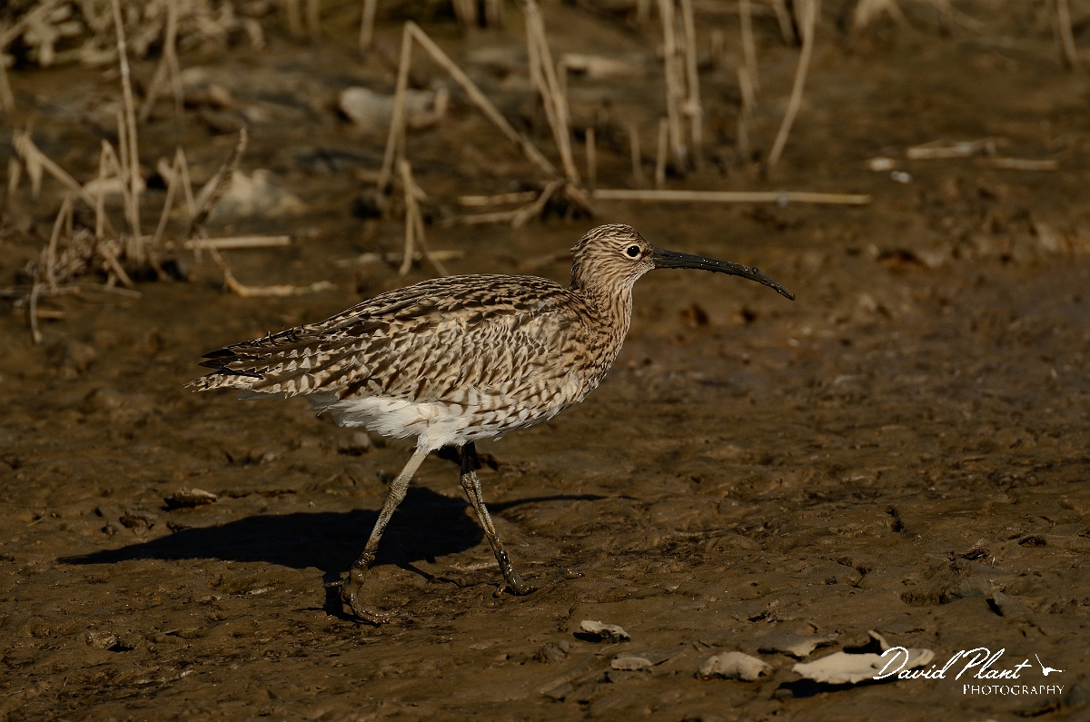 David Plant Photography - Wildlife Photography - Curlew - G.jpg - Curlew - Norfolk