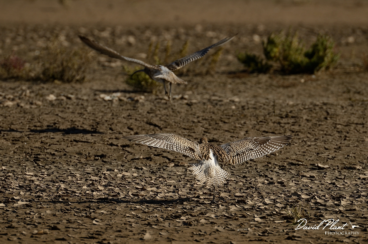 David Plant Photography - Wildlife Photography - Curlew - H.jpg - Curlew chasing off rival - Norfolk