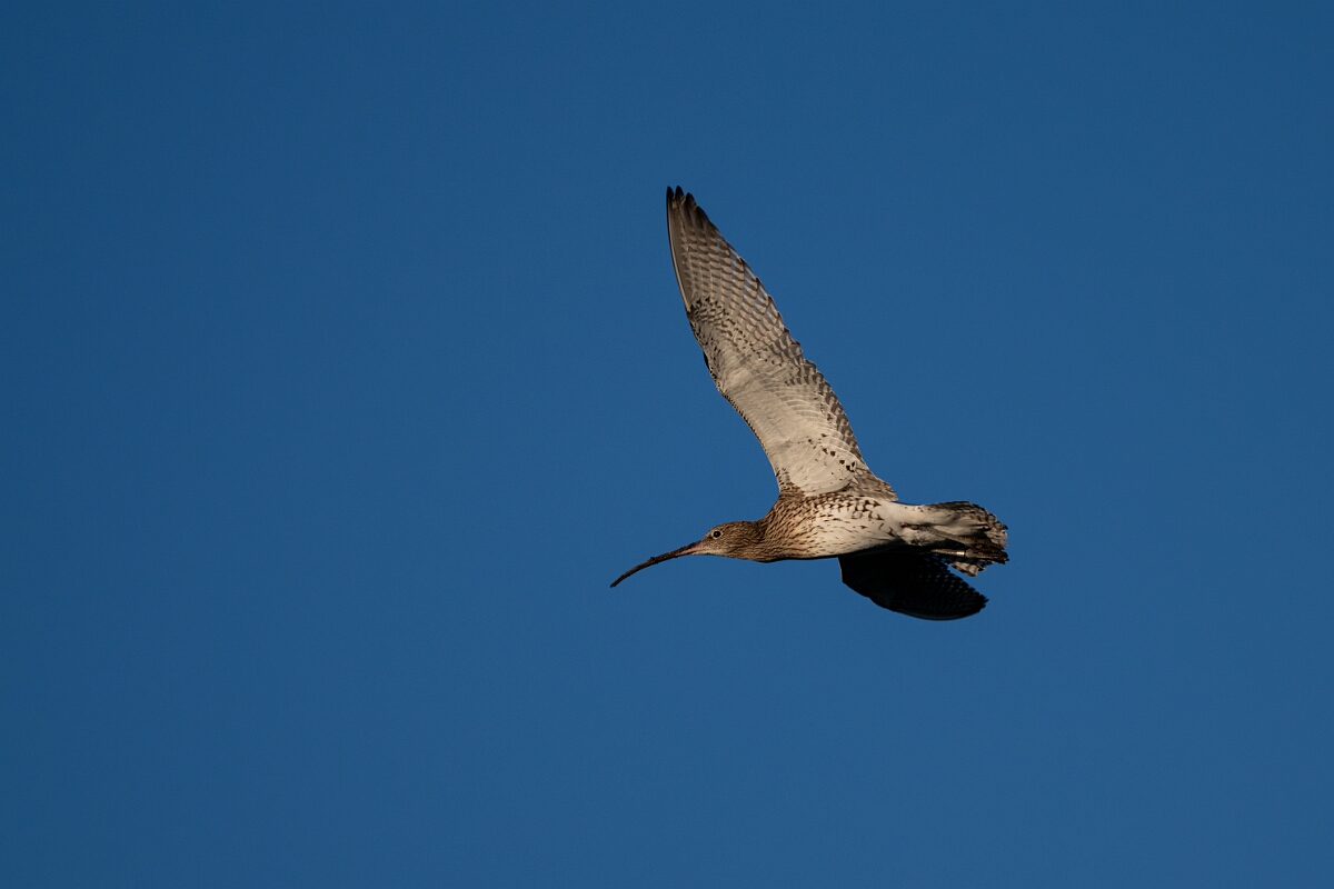 David Plant Photography - Wildlife Photography - Curlew - K.jpg - Curlew in flight - North Yorkshire