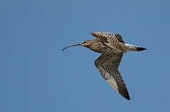 David Plant Photography - Wildlife Photography - Curlew - D