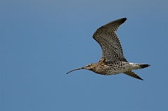 David Plant Photography - Wildlife Photography - Curlew - E