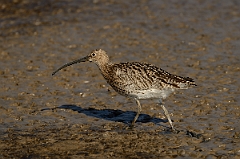 David Plant Photography - Wildlife Photography - Curlew - F