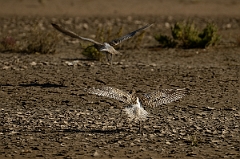 David Plant Photography - Wildlife Photography - Curlew - H