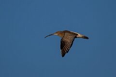 David Plant Photography - Wildlife Photography - Curlew - I