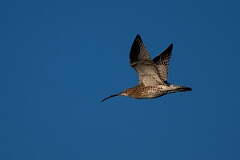 David Plant Photography - Wildlife Photography - Curlew - J