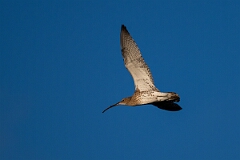 David Plant Photography - Wildlife Photography - Curlew - L