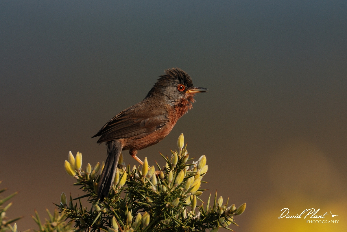 David Plant Photography - Wildlife Photography - Dartford warbler - A.jpg - Dartford warbler - Dorset