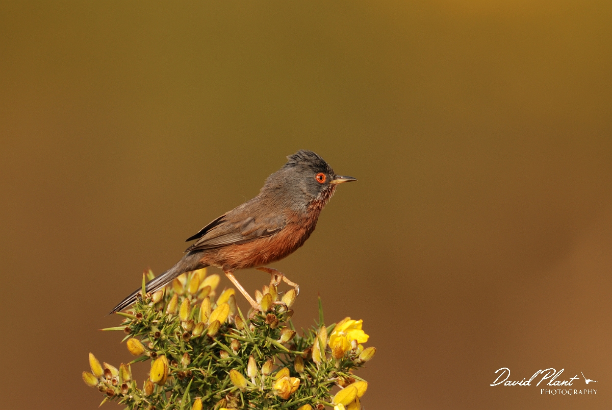 David Plant Photography - Wildlife Photography - Dartford warbler - C.jpg - Dartford warbler - Dorset