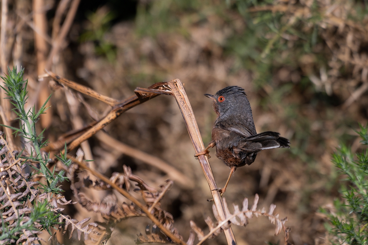 David Plant Photography - Wildlife Photography - Dartford warbler - D.JPG - Dartford warbler - Hampshire