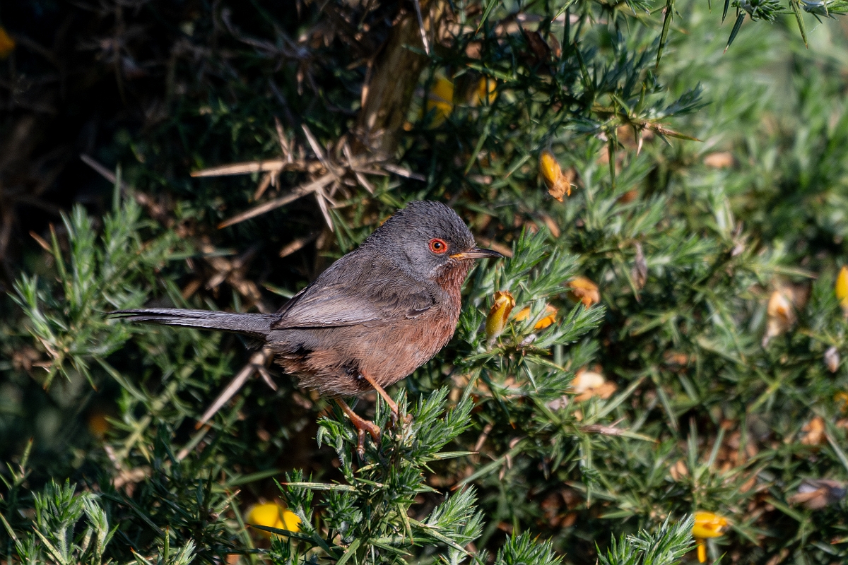 David Plant Photography - Wildlife Photography - Dartford warbler - E.jpg - Dartford warbler - Hampshire