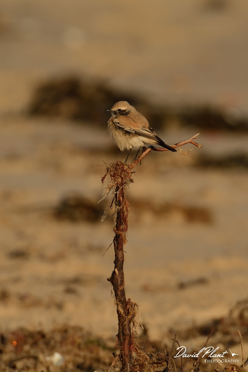 David Plant Photography - Wildlife Photography - Desert wheatear - A.jpg - Desert wheatear on perch - Norfolk