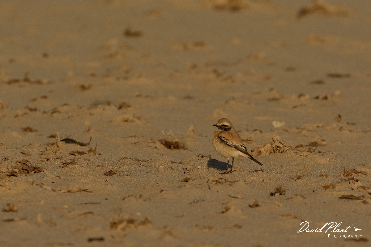 David Plant Photography - Wildlife Photography - Desert wheatear - B.jpg - Desert wheatear on beach - Norfolk