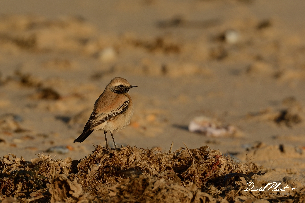 David Plant Photography - Wildlife Photography - Desert wheatear - C.jpg - Desert wheatear on seaweed - Norfolk