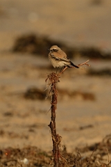 David Plant Photography - Wildlife Photography - Desert wheatear - A