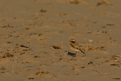 David Plant Photography - Wildlife Photography - Desert wheatear - B