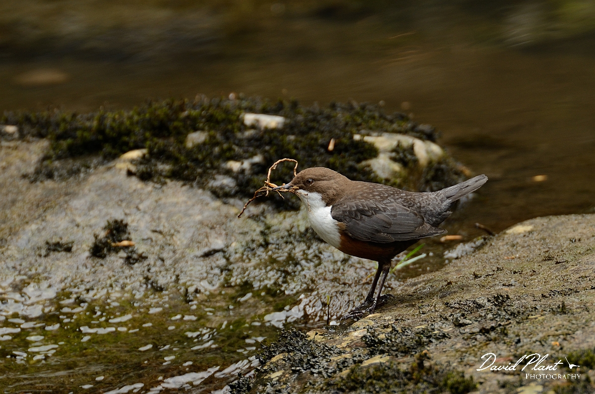 David Plant Photography - Wildlife Photography - Dipper - C.jpg - Dipper with nesting material - Gwynedd