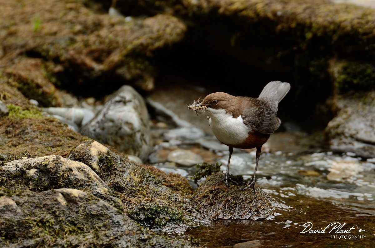 David Plant Photography - Wildlife Photography - Dipper - G.jpg - Dipper with food - Gwynedd