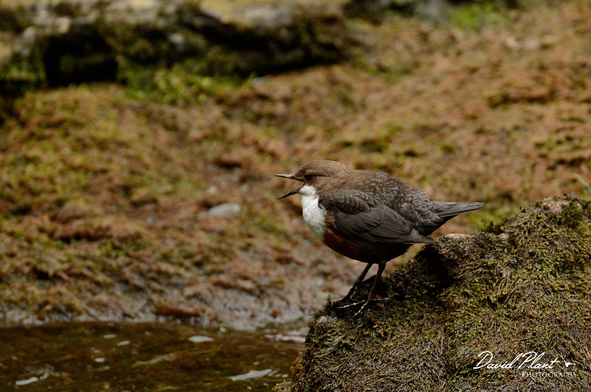 David Plant Photography - Wildlife Photography - Dipper - J.jpg - Dipper singing - Gwynedd