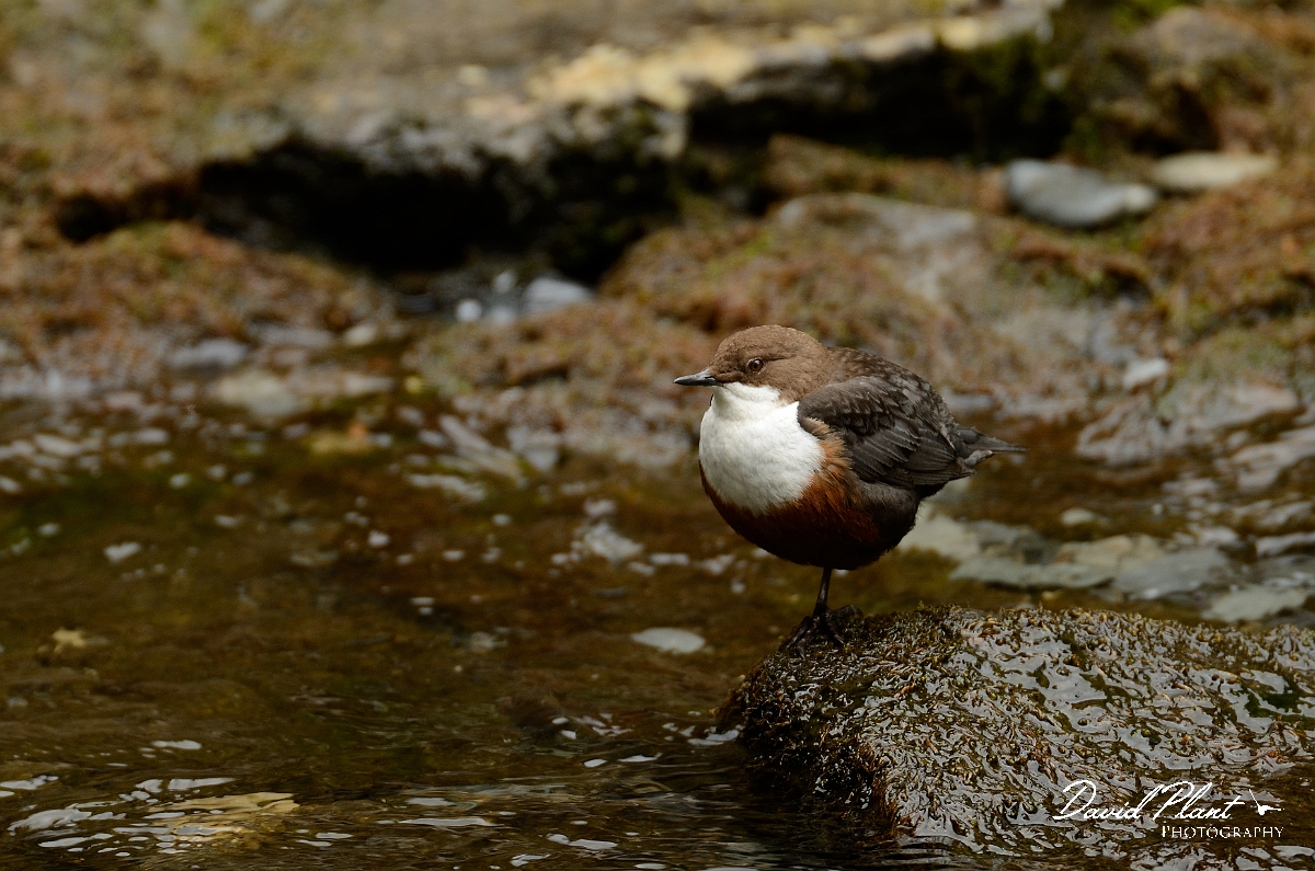 David Plant Photography - Wildlife Photography - Dipper - K.jpg - Dipper on rock - Gwynedd