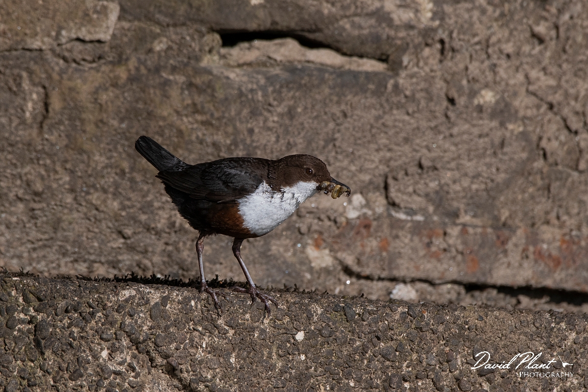 David Plant Photography - Wildlife Photography - Dipper - L.JPG - Dipper with food - Perthshire