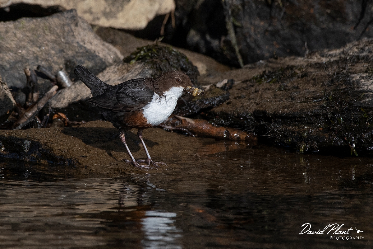 David Plant Photography - Wildlife Photography - Dipper - M.JPG - Dipper with food - Perthshire