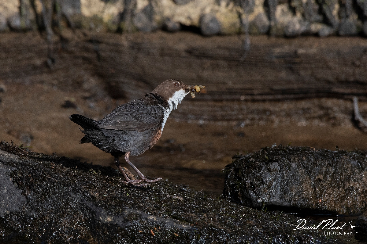David Plant Photography - Wildlife Photography - Dipper - N.JPG - Dipper with food - Perthshire