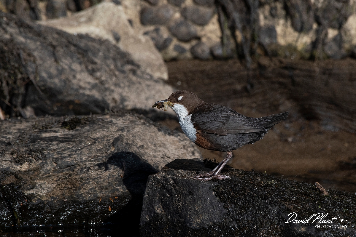 David Plant Photography - Wildlife Photography - Dipper - P.JPG - Dipper blinking - Perthshire