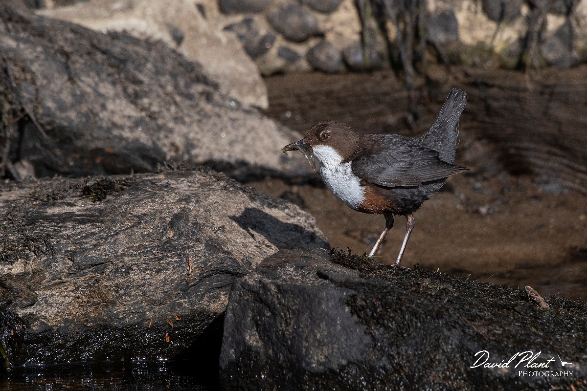 David Plant Photography - Wildlife Photography - Dipper - Q.JPG - Dipper with food - Perthshire